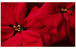 poinsettia